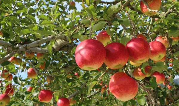 What Fruit Is This? Test Your Brain Age Question 2