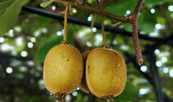 What Fruit Is This? Test Your Brain Age Question 13